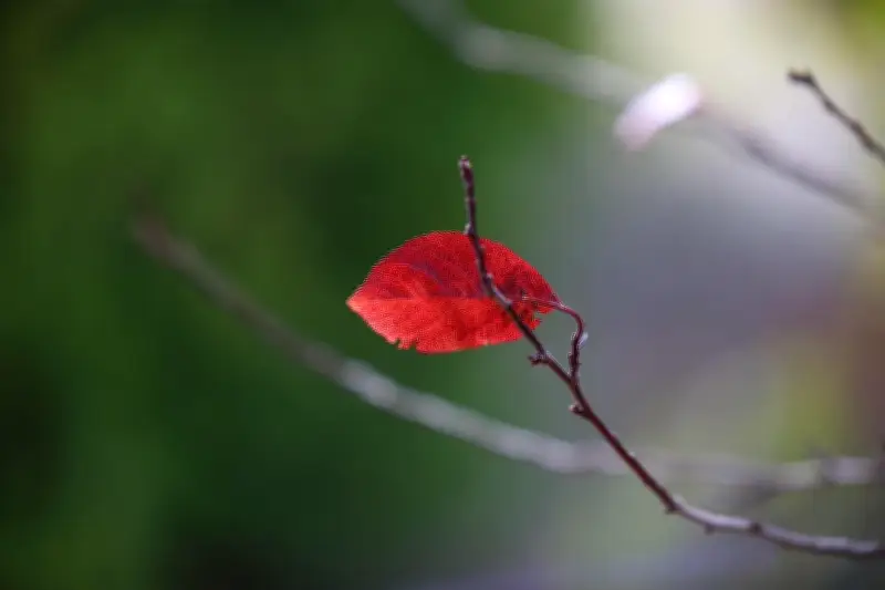 La hoja que resiste: una metáfora de la perseverancia humana ante las adversidades