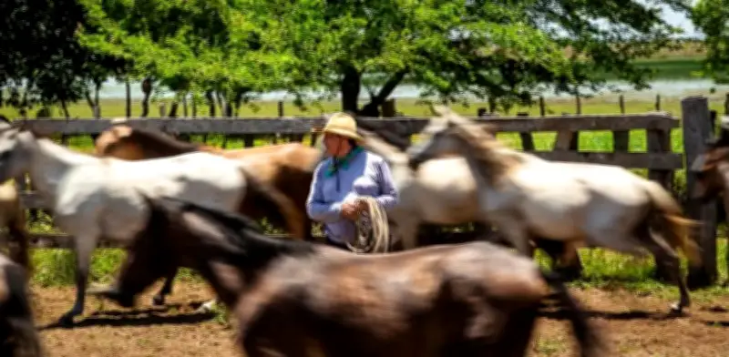 La Orinoquia colombiana: Un ecosistema que nace detrás de Monserrate en Bogotá