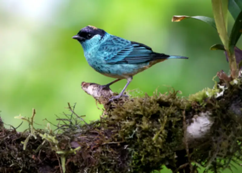 La Unión, Valle del Cauca, certificada como 'Ciudad de las Aves' tras cumplir 14 requisitos internacionales
