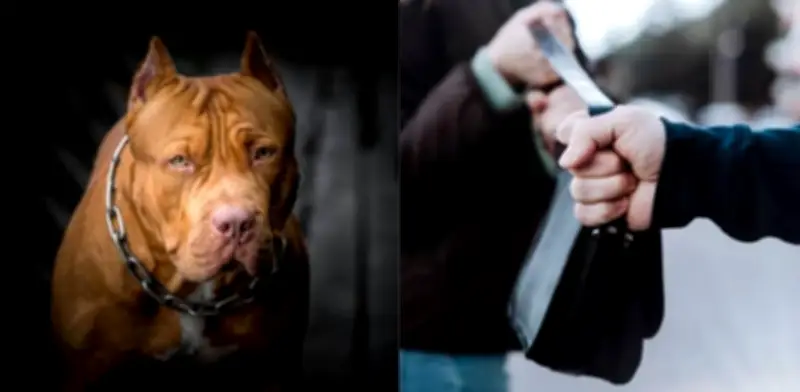 Ladrones utilizan perro pitbull para asaltar mujer en ciclorruta de Bogotá: víctima fue mordida