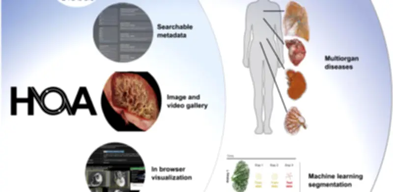 Lanzan el 'Google Earth' del cuerpo humano: atlas digital gratuito con imágenes 3D de órganos