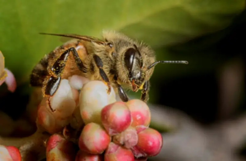 Las abejas melíferas perfeccionan su danza comunicativa cuando tienen más público en la colmena