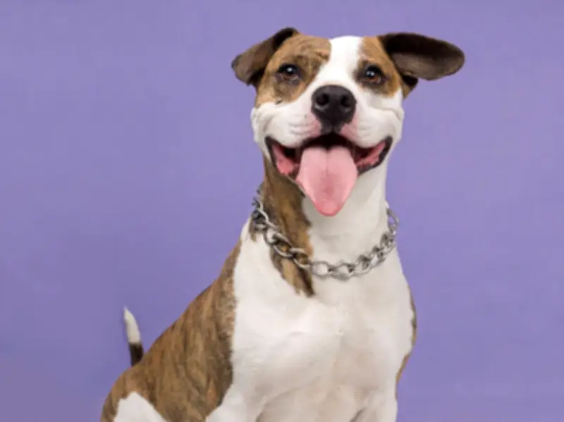 Los perros entienden más de lo que crees: ciencia revela su capacidad para aprender palabras