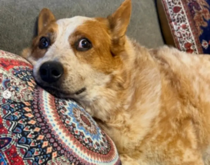 Lucas Arnau despide a su perro Atún tras trágico accidente en su vivienda