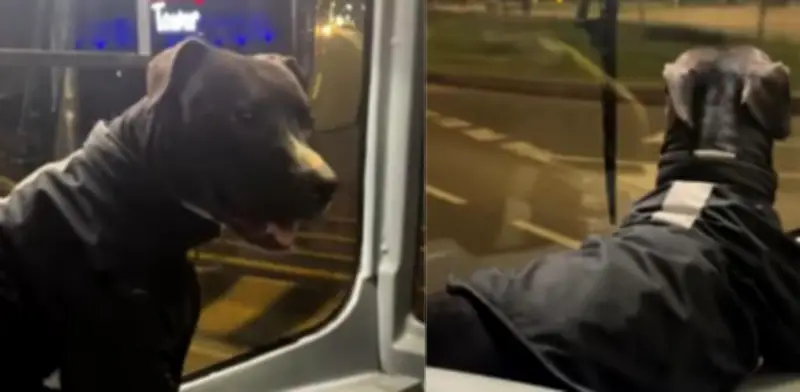 Luna, la perrita conductora del SITP que conquista Bogotá con su uniforme y atención al pasajero