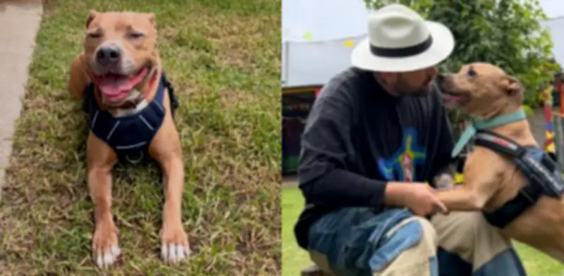 Magnus, el perrito que venció el cáncer, enfrenta recaída: dueño rechaza más tratamientos invasivos