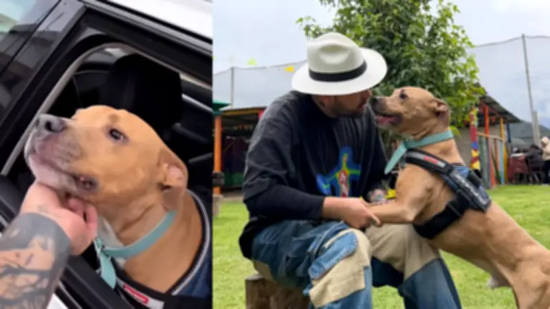 Magnus, el perrito viral que venció el cáncer, enfrenta nuevamente la enfermedad