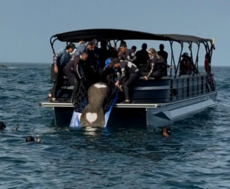 Manatí 'Ciruelito' regresa al mar tras superar ataques y accidentes en compleja rehabilitación