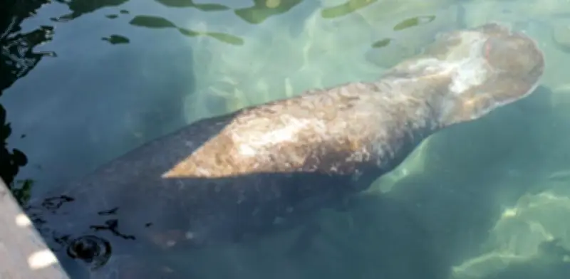 Manatí 'Ciruelito' regresa al mar tras superar redes, ataque de tiburón y accidente en termoeléctrica