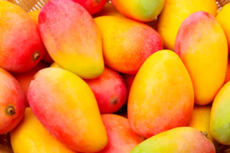 Mango: el fruto que define la identidad y economía de dos capitales en Colombia