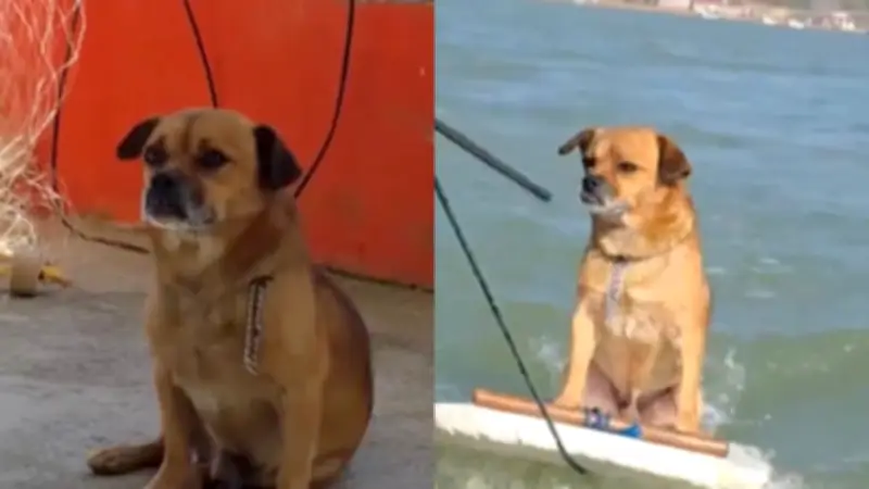 Marihuano, el perro surfista que conquista las olas en Veracruz con destreza profesional