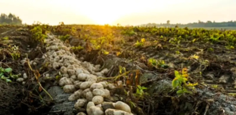 McCain reduce 32% sus emisiones y fija meta del 50% para 2030 con agricultura regenerativa