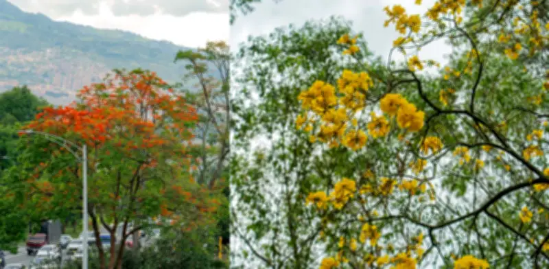 Medellín lanza aplicación SAU para gestionar más de 490.000 árboles urbanos sin conexión a internet