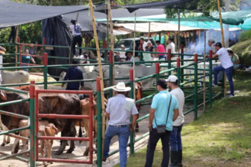 Mercados ganaderos dinamizan economía en provincia Comunera con alianza municipal