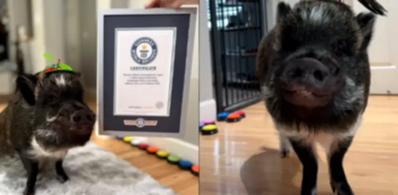 Merlín, el cerdo que 'habla', rompe récord Guinness con más de un millón de seguidores