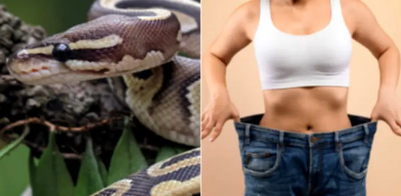 Metabolito de pitones regula apetito y podría inspirar terapias contra obesidad