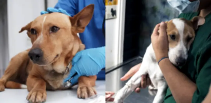 Moquillo canino: síntomas, fases y prevención de esta enfermedad mortal en perros