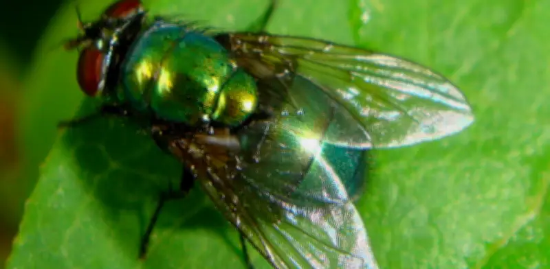 Moscas descomponedoras amazónicas en peligro de extinción antes de ser estudiadas por la ciencia