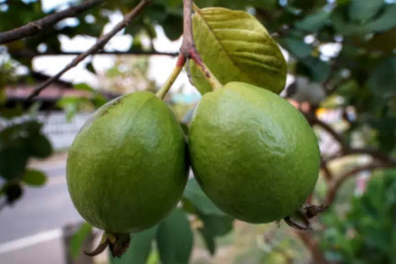 Más allá del fruto: las hojas de guayaba revelan propiedades medicinales ancestrales