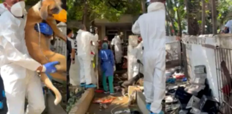 Más de 100 animales rescatados en Barranquilla permanecen en cuarentena tras operativo en 'Casa de los Gatos'