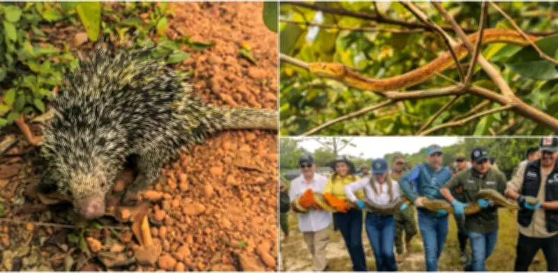 Más de 100 animales silvestres regresan a su hábitat en Meta tras ser rescatados del tráfico ilegal
