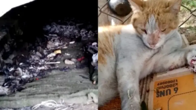 Más de 45 gatos mueren en presuntos incendios intencionales bajo puente en Cali