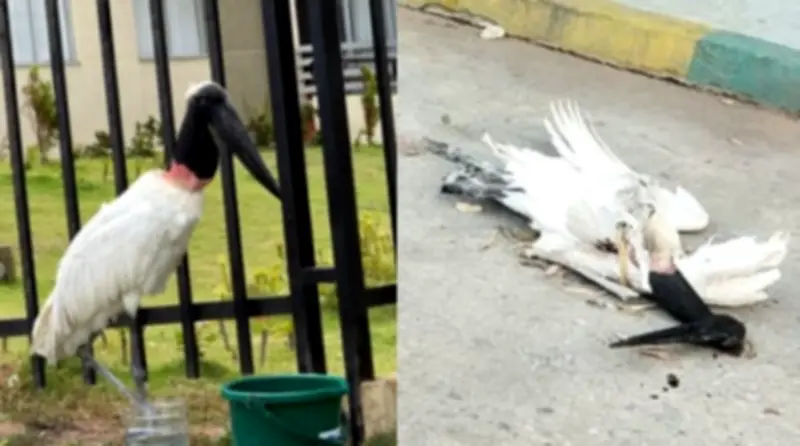 Muerte de cigüeña jabirú en Barranquilla genera alarma ambiental y sospechas de cautiverio