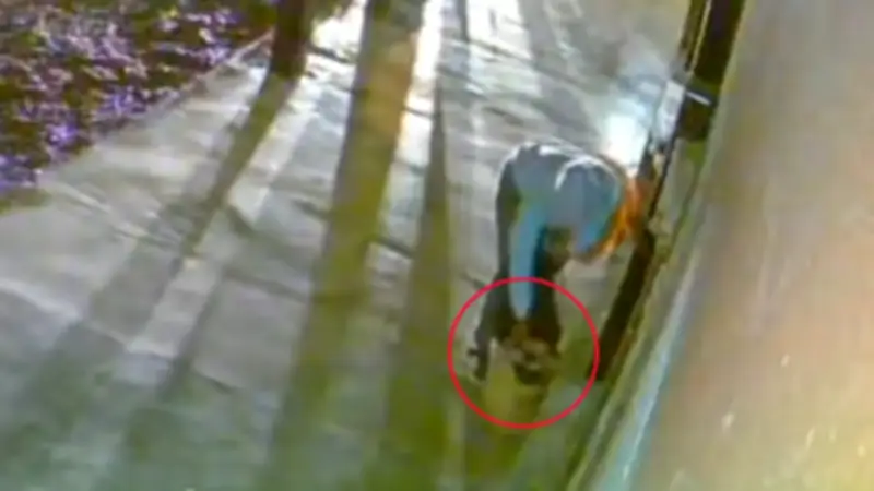 Mujer abandona cuatro gaticos durante la noche en establecimiento comercial de Chigorodó