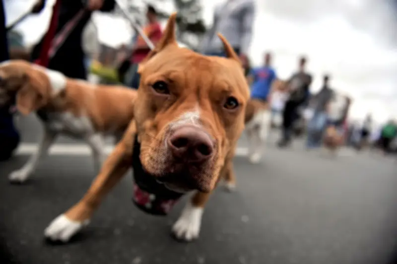 Mujer asaltada y mordida por pitbull durante robo de moto eléctrica en Engativá