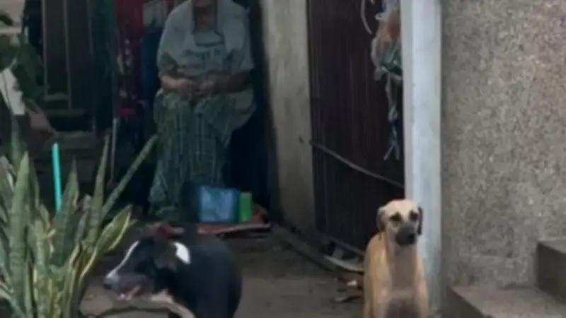 Mujer herida tras ataque de perros amarrados en casa del norte de Barranquilla