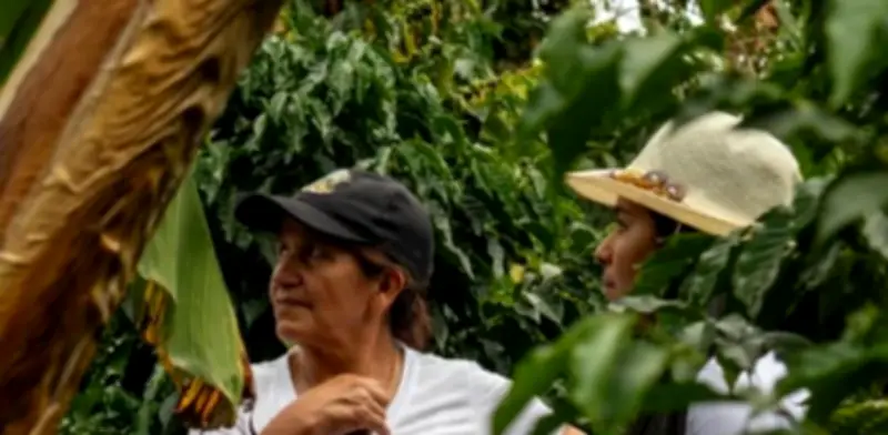 Mujeres cafeteras: la mitad invisible que sostiene el sector pero no figura en registros formales