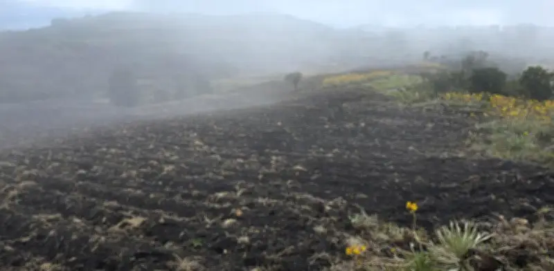 Multa millonaria y restauración obligatoria por destrucción de 25 hectáreas de frailejones en Boyacá