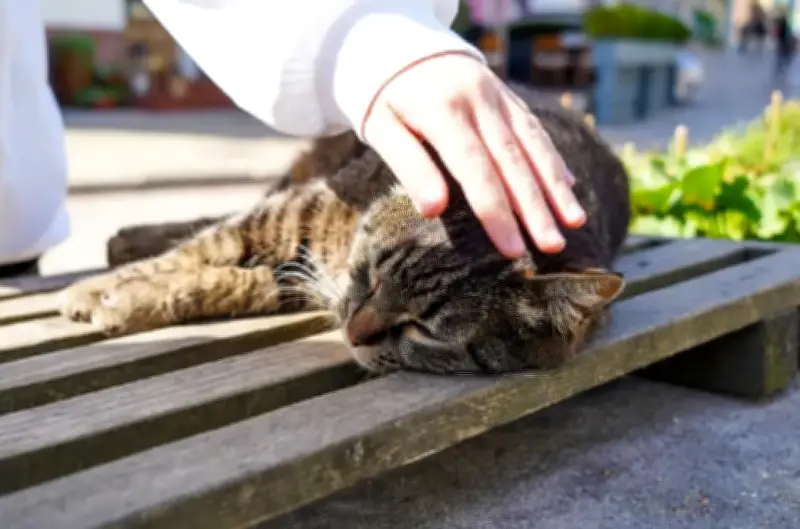 Multas de hasta 233.452 pesos por gatos sueltos en zonas comunes de conjuntos residenciales