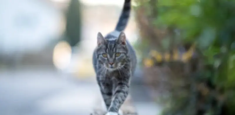 Multas de hasta $233.452 por gatos sin control en zonas comunes de conjuntos residenciales