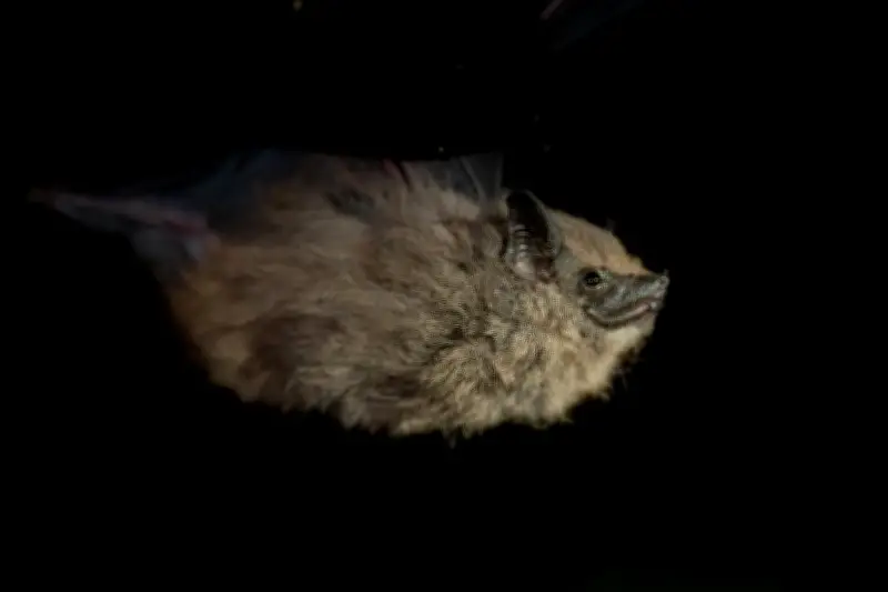 Murciélago endémico de Antioquia reaparece tras décadas de misterio