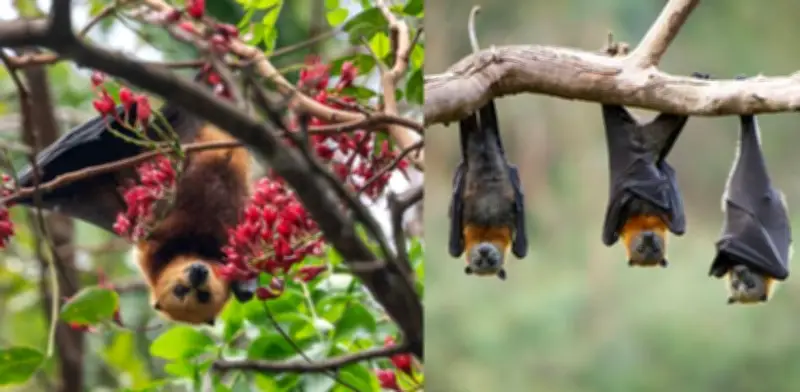 Murciélagos cerca de casa: señal positiva para el ecosistema según expertos