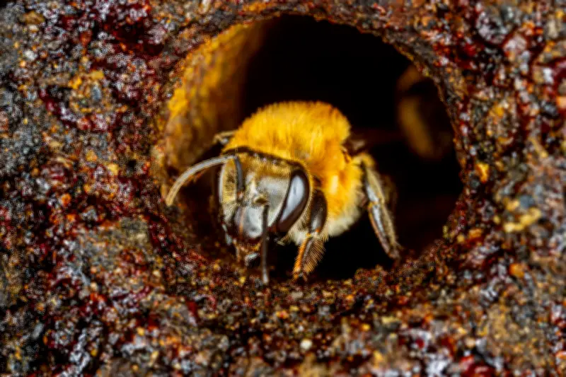 Nutrición de abejas: clave para preservar la cadena alimentaria mundial