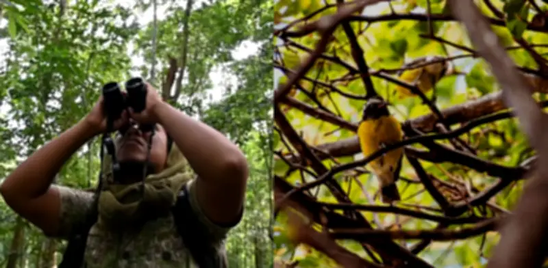 Observación de aves fortalece el cerebro y protege contra el deterioro cognitivo
