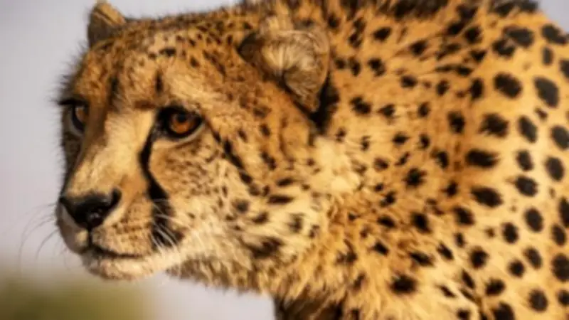 ONU amplía protección a 40 especies migratorias en clausura de COP15 en Brasil