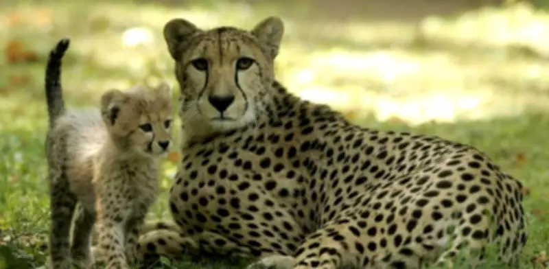 ONU protege 40 especies migratorias en histórica decisión de la COP15 en Brasil