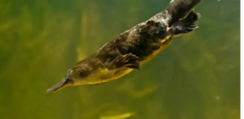 Ornitorrincos revelan nueva rareza: pelo con melanosomas huecos, rasgo antes exclusivo de aves