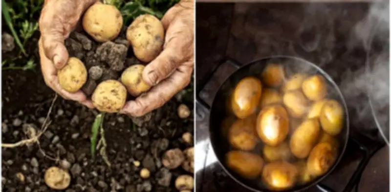 Papas con brotes: cuándo son seguras para comer y cuándo representan peligro para la salud