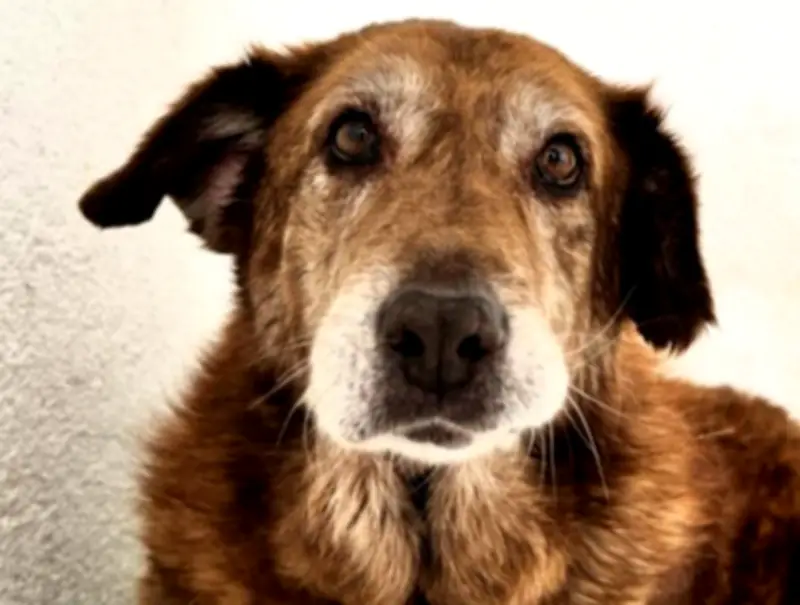 Paquita, la perrita de 17 años abandonada tras 12 años de hogar, necesita ayuda urgente