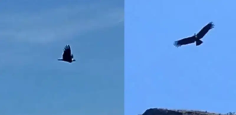 Parque Chingaza registra histórico avistamiento de cóndor andino reintroducido hace 25 años