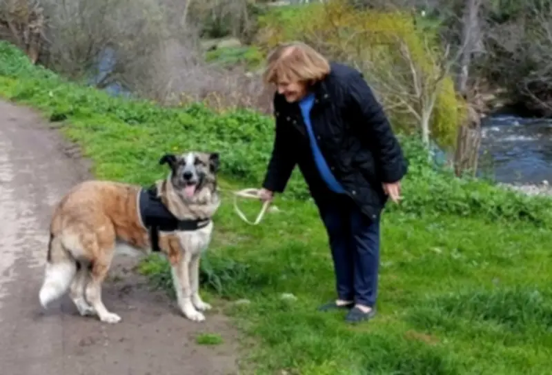 Pastora, una perra mayor con leishmania, encuentra hogar tras años en refugio español
