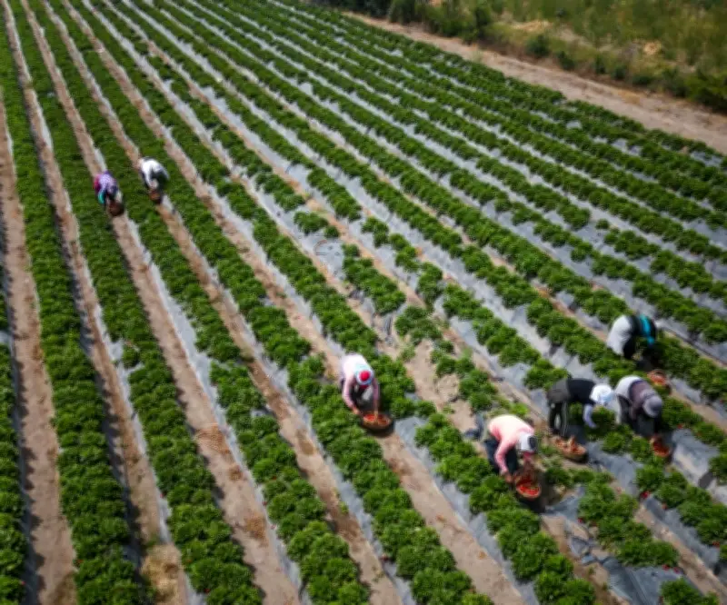 Perú supera a Chile en agroexportaciones con US$14.485 millones en 2025