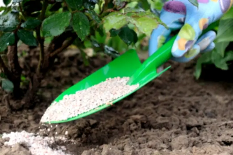 Perlita: El secreto volcánico para el drenaje perfecto en tus plantas