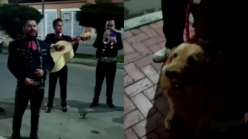 Perrita recibe emotiva serenata antes de su eutanasia en Colombia
