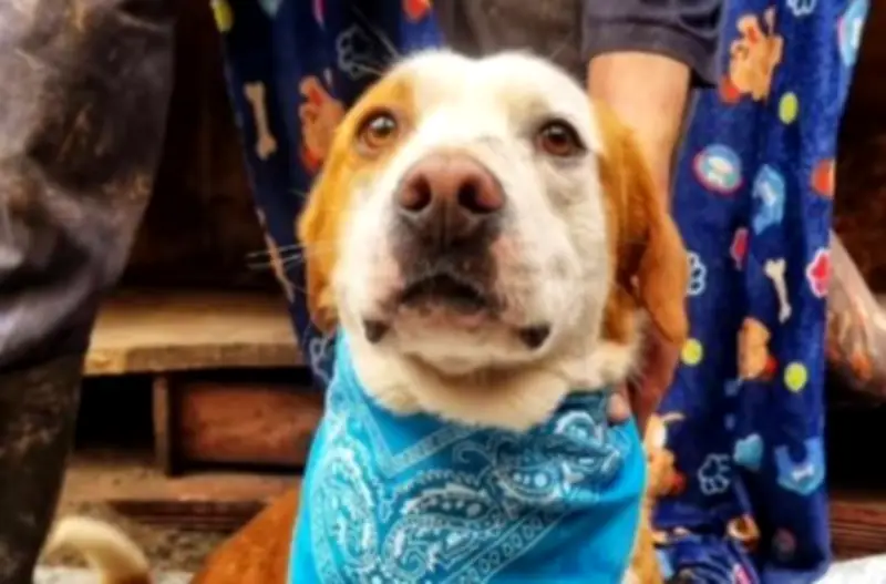 Perro adoptado es devuelto en 48 horas: Fundación critica adopciones impulsivas