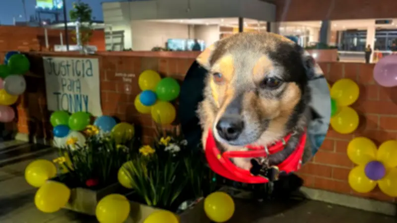 Perro arrojado desde piso 25 en Kennedy: dueño relata horror y exige justicia